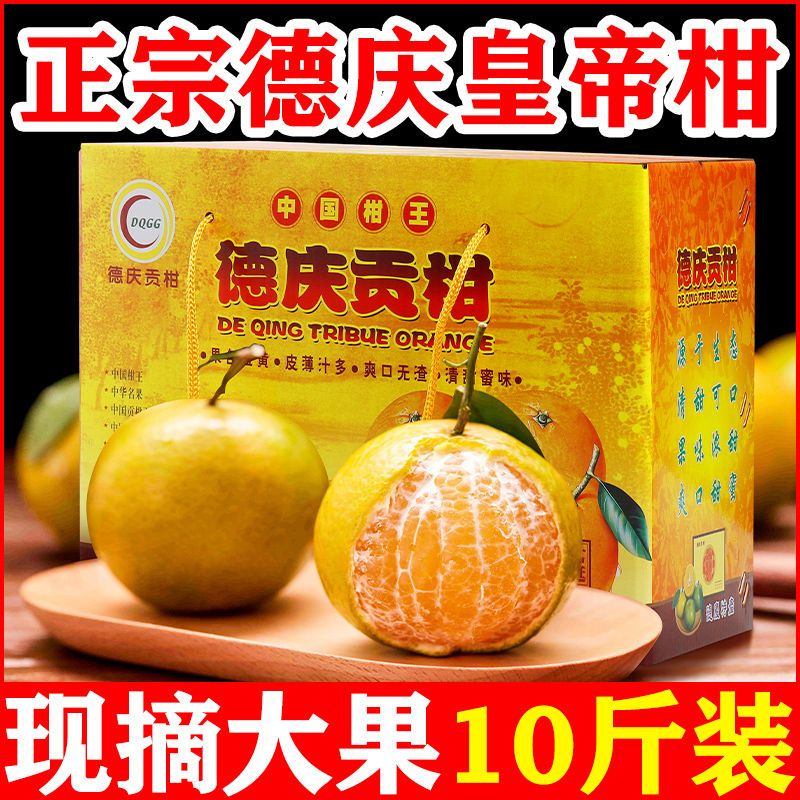 【48小时发货】正宗广东德庆皇帝柑新鲜贡柑桔子黄广西沃柑10斤精