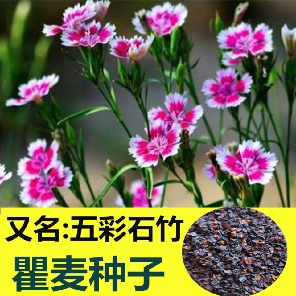 新产瞿麦种子花卉五彩石竹种子药用花卉瞿麦种籽巨麦种子石竹花籽