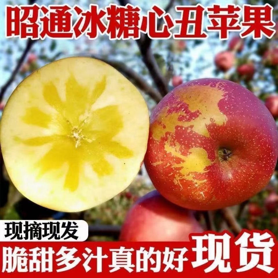 105953-云南正宗昭通丑苹果现摘冰糖心孕妇婴当季新鲜水果红富士批发脆甜-详情图