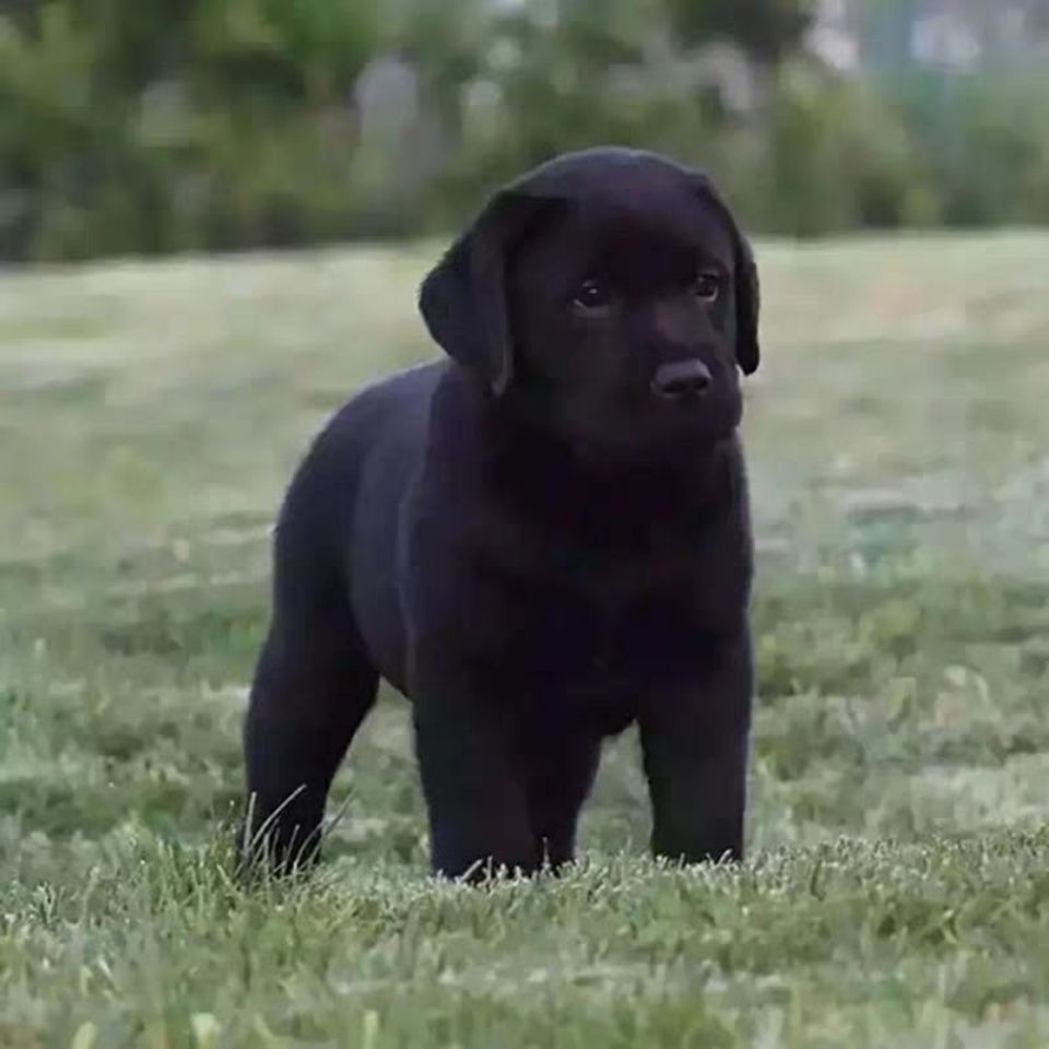 拉布拉多幼犬纯黑色拉布拉多活体宠物狗温顺巡回导盲犬【3月10日发完