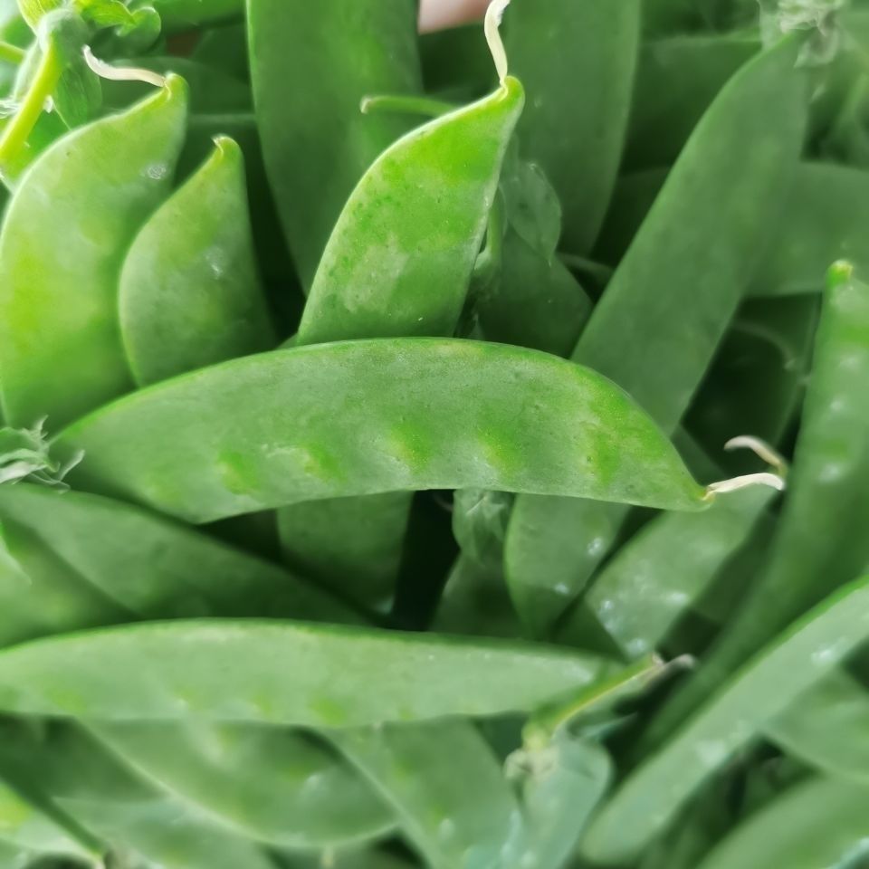 106011-新鲜荷兰豆云南高山荷兰豆豌豆角荚豆刀豆青豆荚现摘时令新鲜蔬菜-详情图