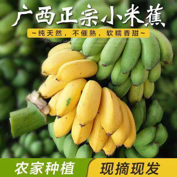 105897-广西小米蕉粉蕉banana新鲜水果3斤5斤蛋蕉非广东苹果蕉海南香蕉10-详情图
