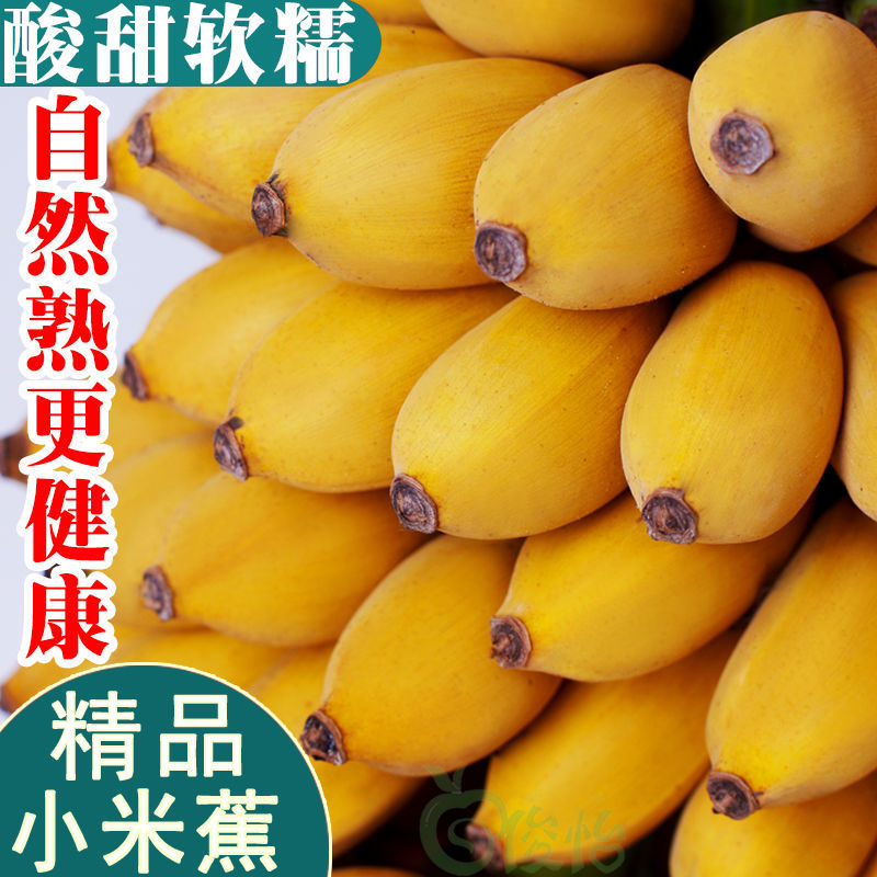 105897-广西小米蕉粉蕉banana新鲜水果3斤5斤蛋蕉非广东苹果蕉海南香蕉10-详情图
