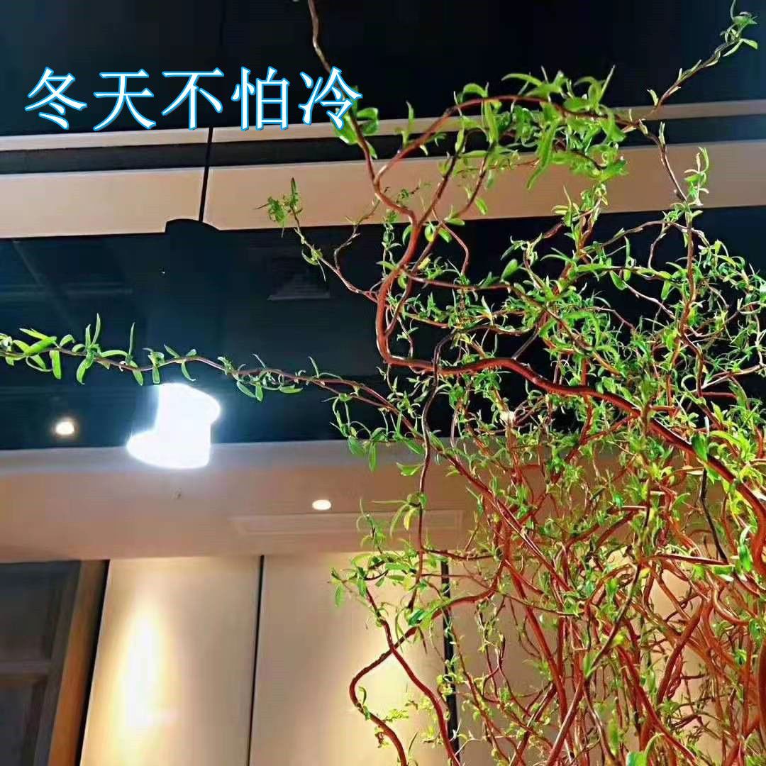 鲜枝龙柳雪柳干枝插花活龙柳水培鲜切植物造型景观diy落地树枝 3月10日发完 虎窝拼