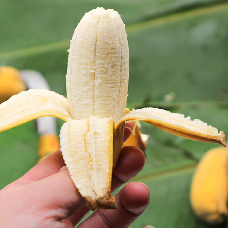 105897-广西小米蕉粉蕉banana新鲜水果3斤5斤蛋蕉非广东苹果蕉海南香蕉10-详情图