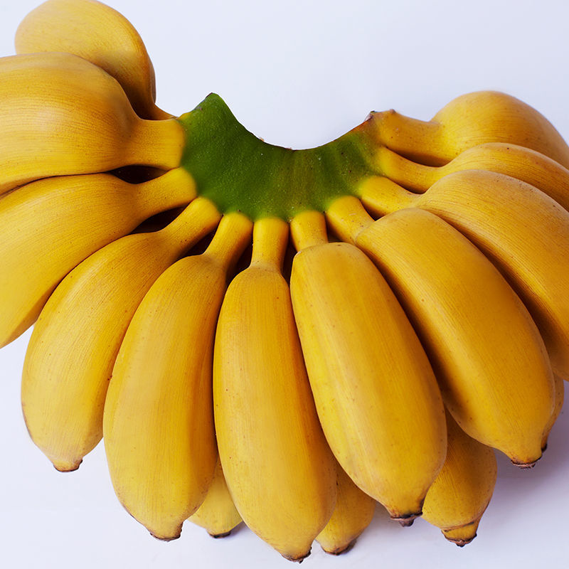 105897-广西小米蕉粉蕉banana新鲜水果3斤5斤蛋蕉非广东苹果蕉海南香蕉10-详情图