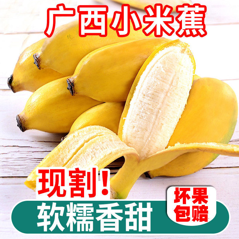 105897-广西小米蕉粉蕉banana新鲜水果3斤5斤蛋蕉非广东苹果蕉海南香蕉10-详情图