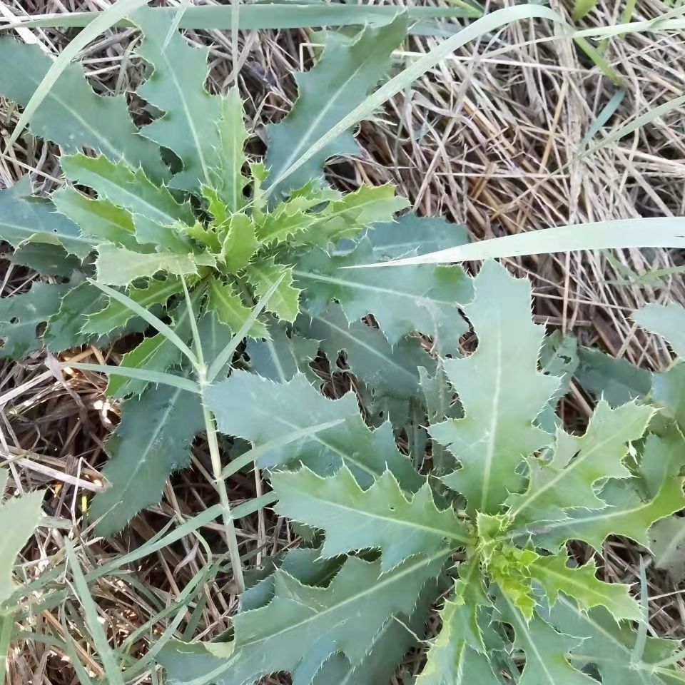 野生刺儿菜种子 小蓟 七七芽野蔬菜特菜中药材种子一年生四季播种