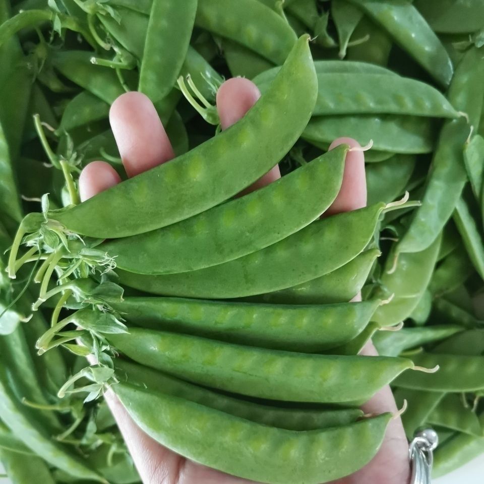 106011-新鲜荷兰豆云南高山荷兰豆豌豆角荚豆刀豆青豆荚现摘时令新鲜蔬菜-详情图
