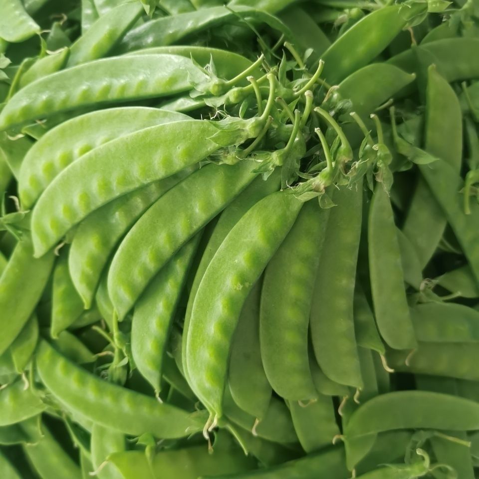 106011-新鲜荷兰豆云南高山荷兰豆豌豆角荚豆刀豆青豆荚现摘时令新鲜蔬菜-详情图