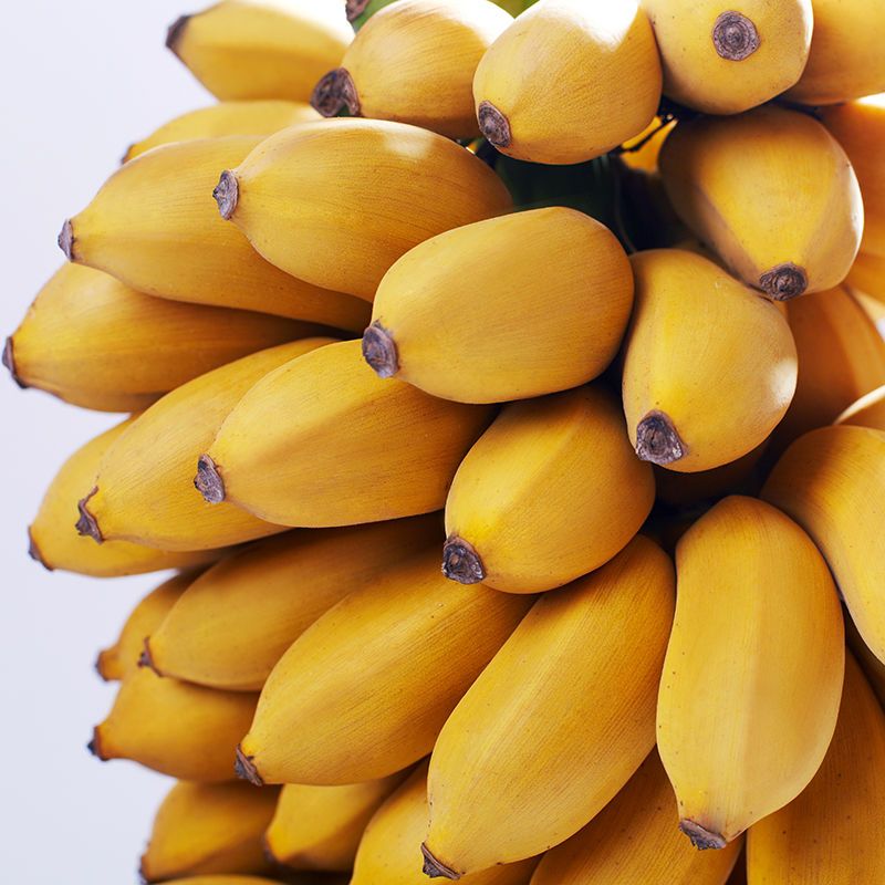 105897-广西小米蕉粉蕉banana新鲜水果3斤5斤蛋蕉非广东苹果蕉海南香蕉10-详情图