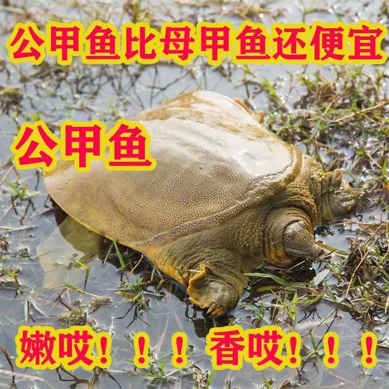 新品足斤大甲鱼活体食用生鲜批发便宜中华鳖苗水鱼王八土鳖公雄甲