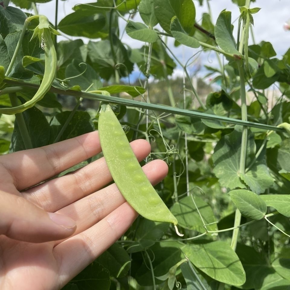 106011-新鲜荷兰豆云南高山荷兰豆豌豆角荚豆刀豆青豆荚现摘时令新鲜蔬菜-详情图