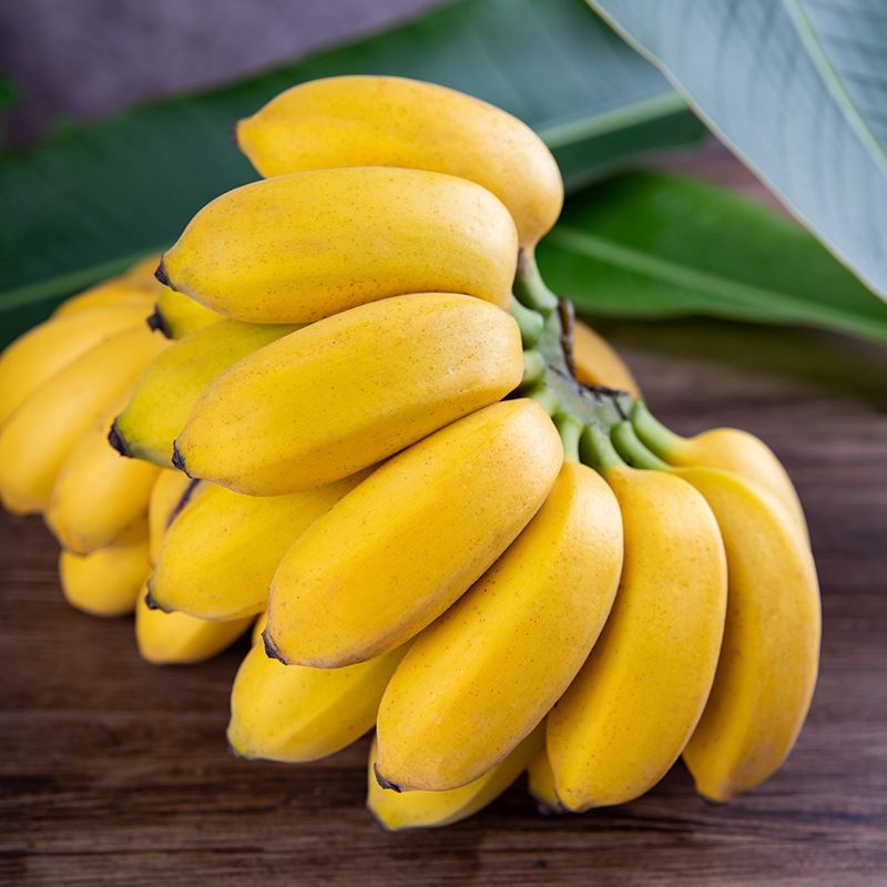 105897-广西小米蕉粉蕉banana新鲜水果3斤5斤蛋蕉非广东苹果蕉海南香蕉10-详情图