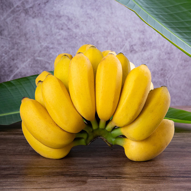 105897-广西小米蕉粉蕉banana新鲜水果3斤5斤蛋蕉非广东苹果蕉海南香蕉10-详情图
