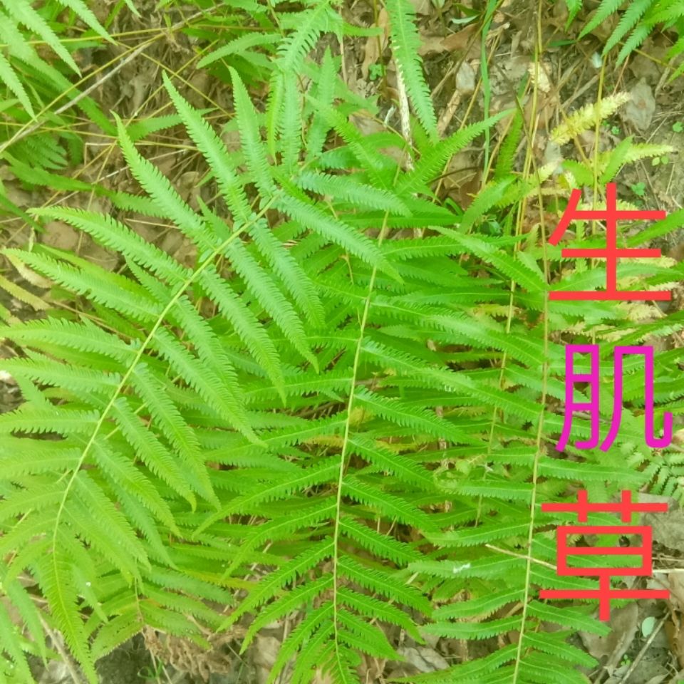 中草药 半边旗 止血生肌肉 解毒消肿 白血人 皮肤瘙痒 牙痛 野生