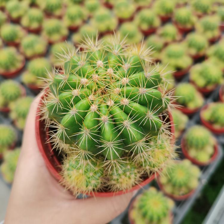 玻璃球仙人球盆栽带侧芽开花植物稀有大颗肉肉花卉特价批发仙人掌