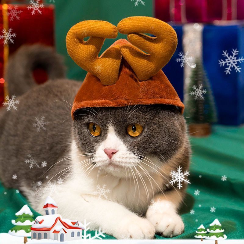 狗狗衣服喜庆拜年服斗篷帽子围脖圣诞必备布偶蓝白可爱小猫咪衣服