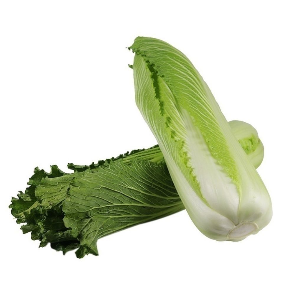 云南高山青麻叶白菜津绿大白菜京白菜大青菜蔬菜新鲜现摘