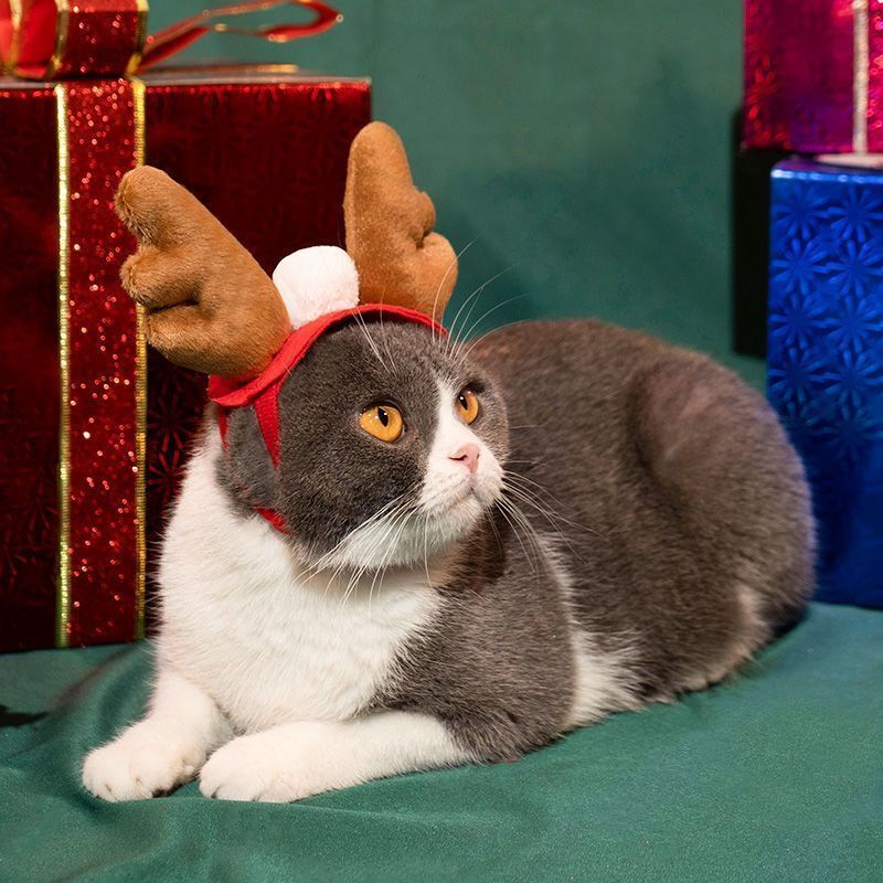 狗狗衣服喜庆拜年服斗篷帽子围脖圣诞必备布偶蓝白可爱小猫咪衣服