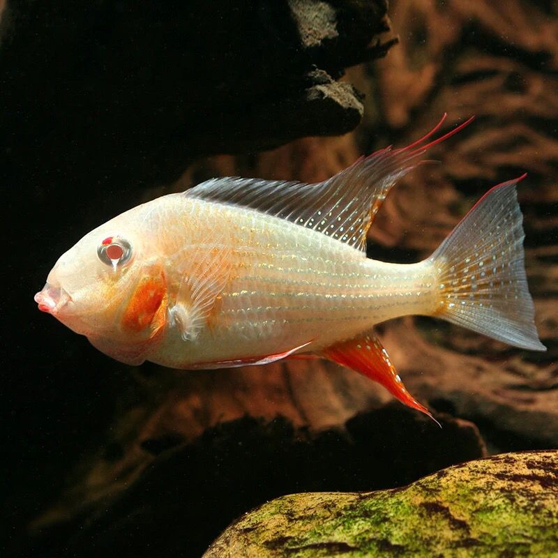 红眼白子财神关刀白子蓝宝石南美鲷热带观赏鱼活体食土鲷满额包邮