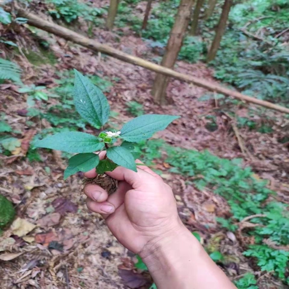 风骨草野生图片 风骨草的功效和作用 5 伤感说说吧