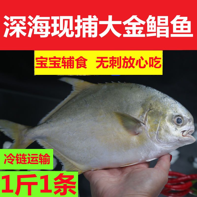 4条金鲳鱼新鲜海鱼鲳鱼金昌鱼平鱼晶鱼生鲜水产鲜活海鲜1条
