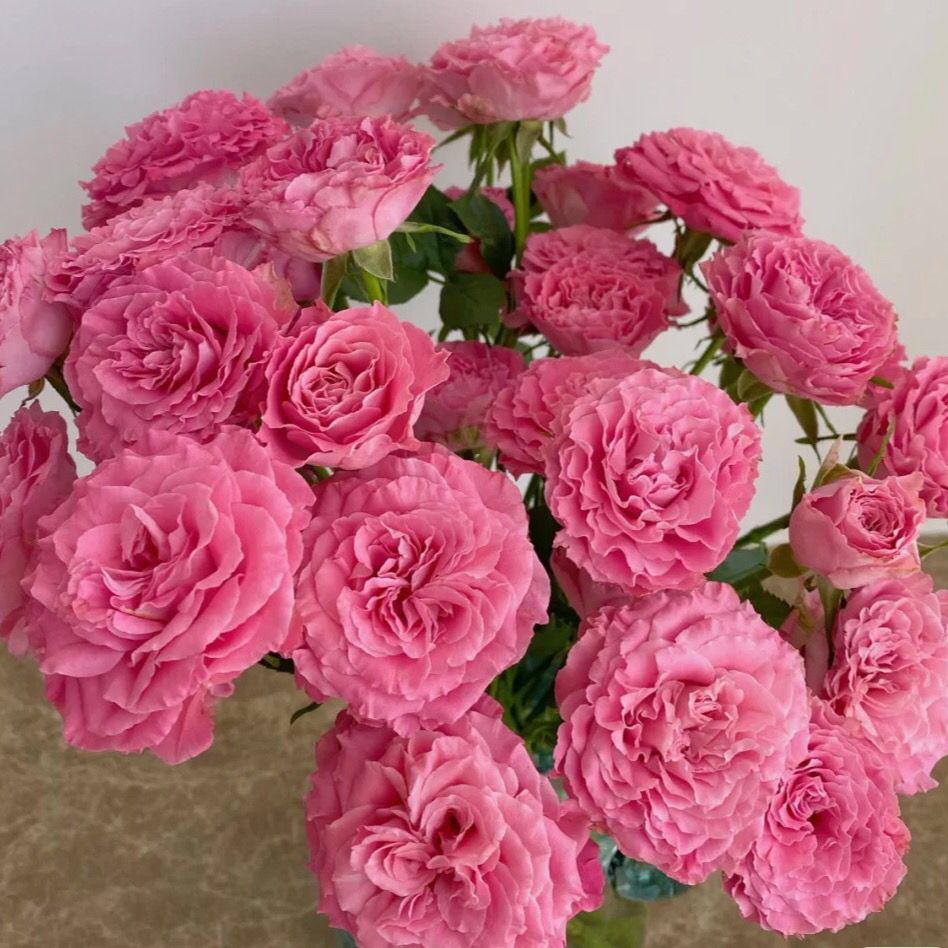 【a级茜茜公主多头玫瑰】云南昆明鲜花玫瑰花花束水养家庭