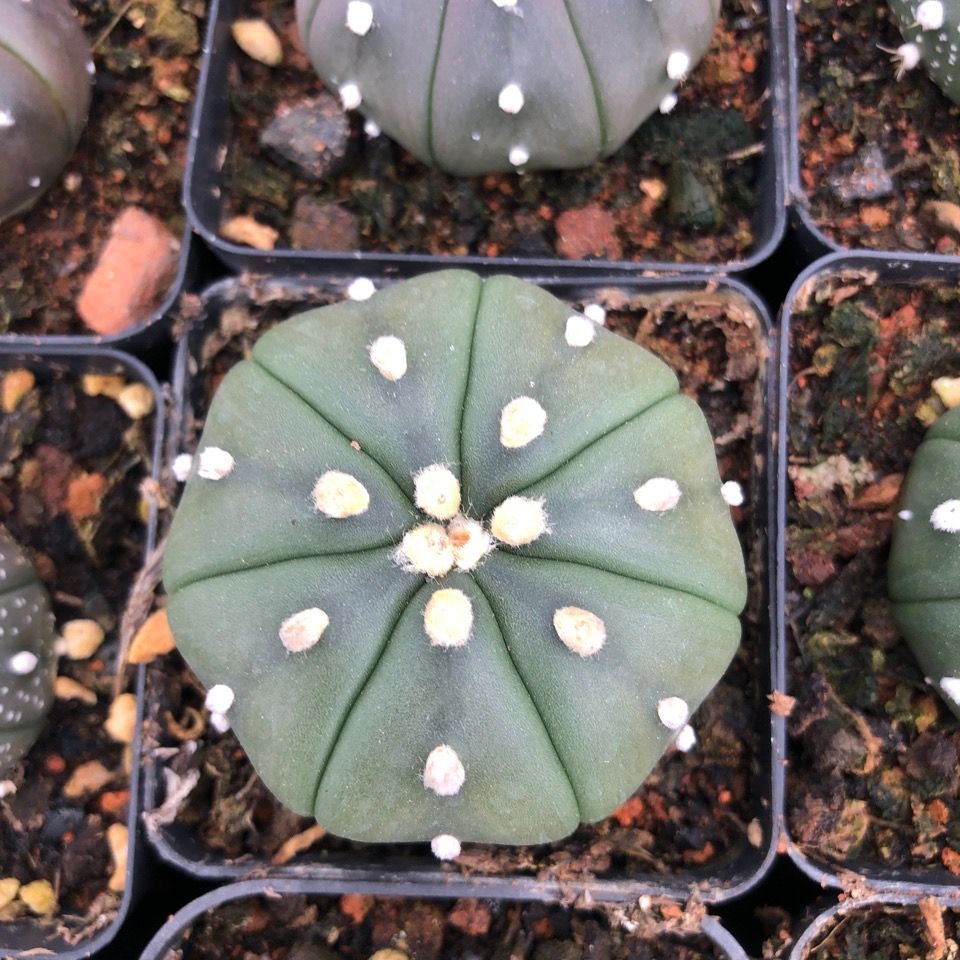 实生星兜开花仙人球.【2月14日发完】