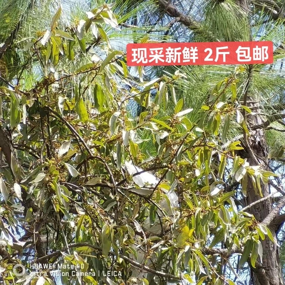 山区农村松树寄生草野生寄生茶云南松马尾松寄生草