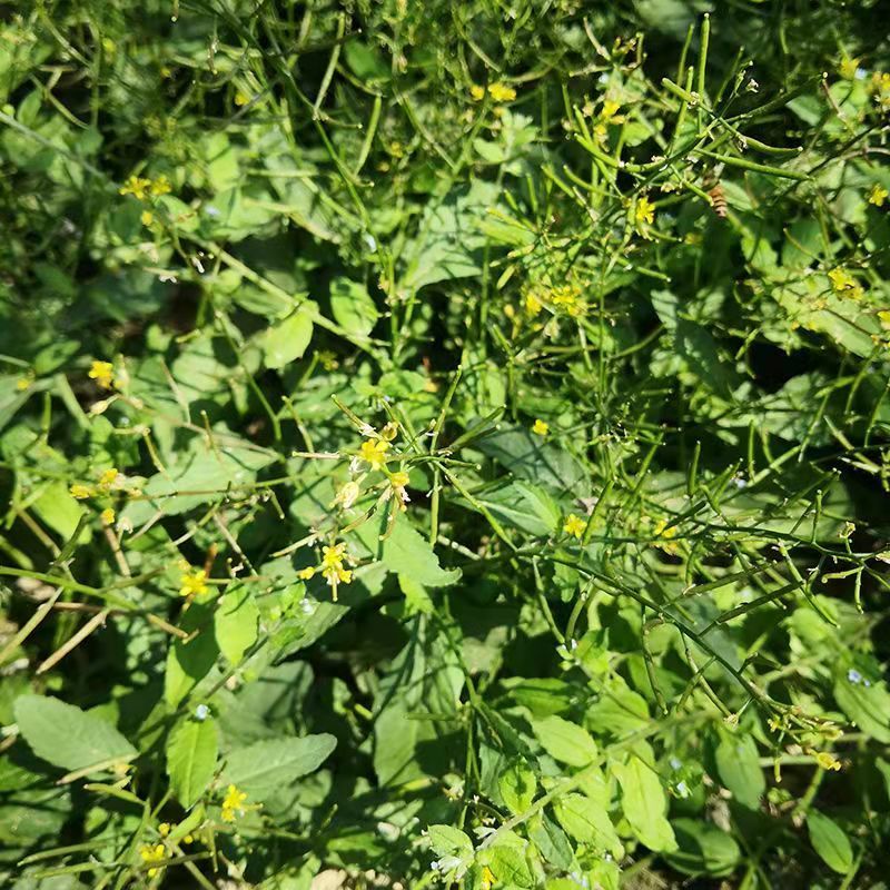 野生蔊菜辣米菜种子天然油菜塘葛菜干油菜石豇豆田葛菜潮汕假菜仔