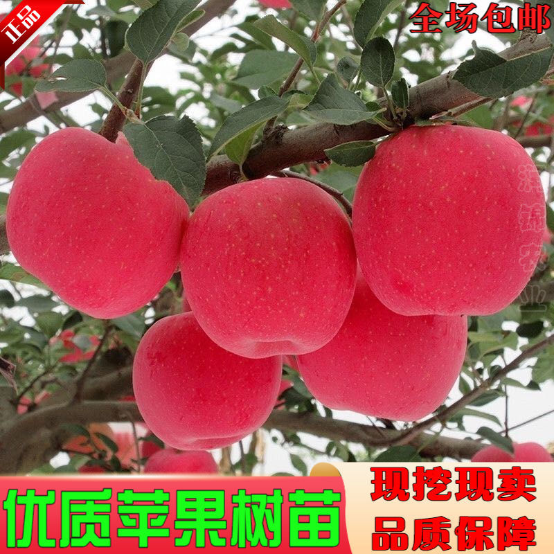 苹果树苗嫁接红富士冰糖心苹果苗盆栽地栽南方北方种植抗寒果树苗