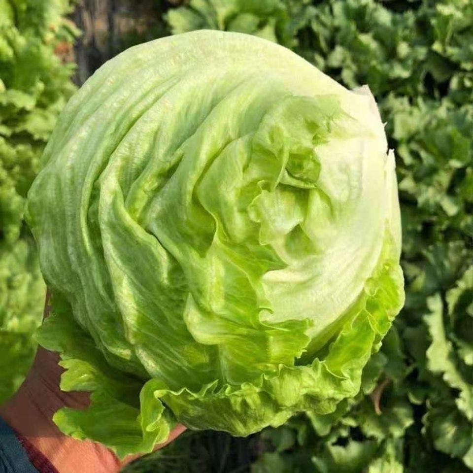 新鲜球生菜新鲜蔬菜汉堡用圆生菜球型西生菜沙拉色拉食材