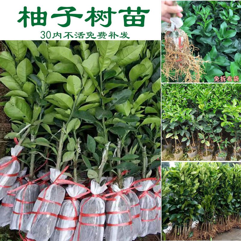 沙田柚子树苗正宗嫁接红肉白肉蜜柚耐寒果苗南北方种植带叶带泥