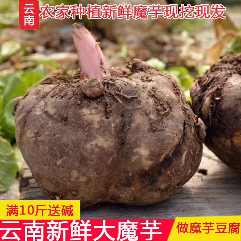 新鲜生魔芋云南花魔芋现挖现发制作魔芋豆腐精粉原材料挑大个发货