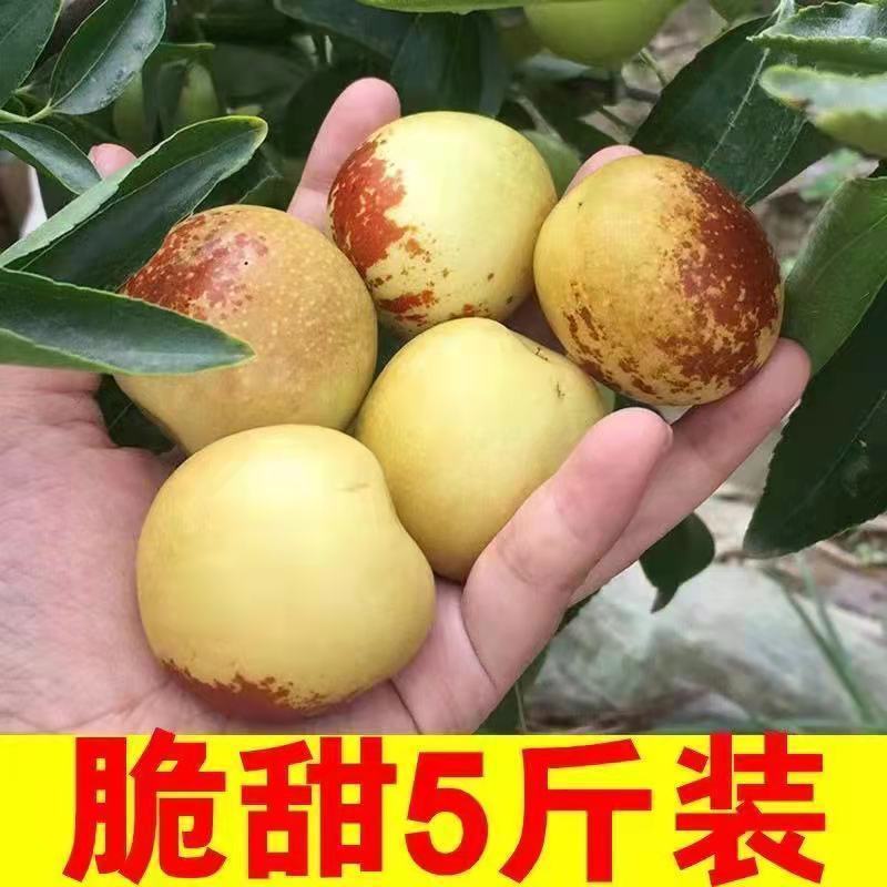 106021-山东沾化冬枣新鲜水果当季整箱特大5斤枣子脆枣鲜枣甜冬枣-详情图