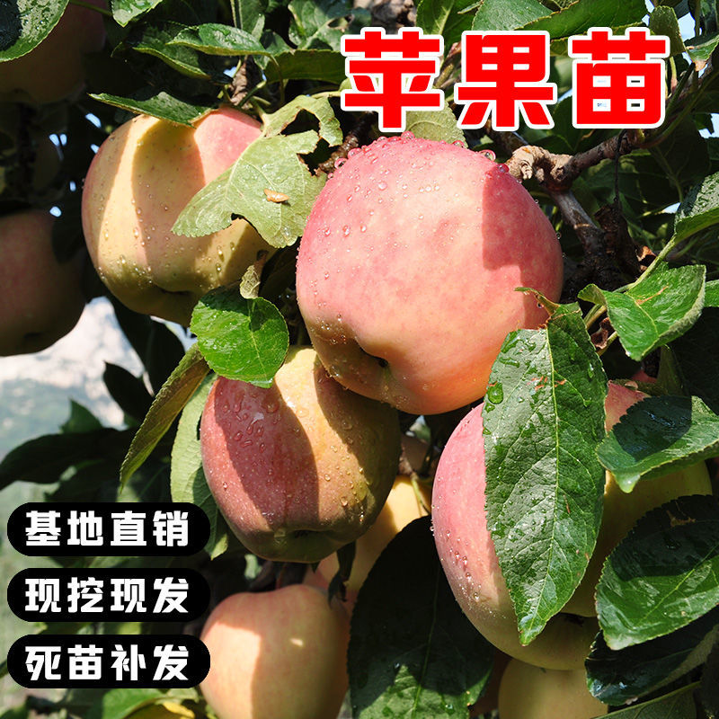 冰糖心苹果树苗嫁接矮化红富士苹果苗盆栽地栽南北方种植当年结果
