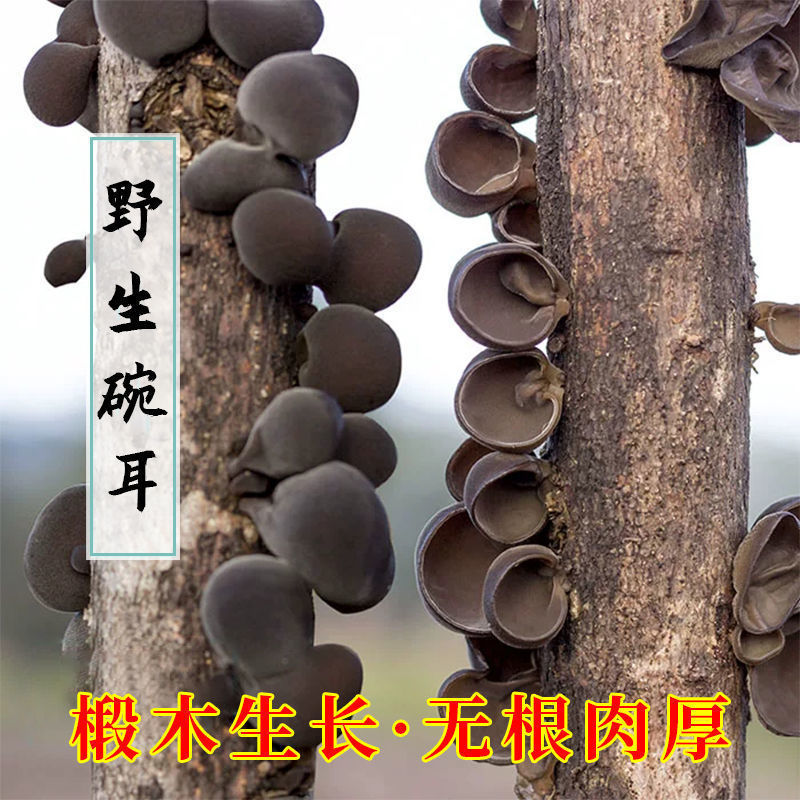 105994-正宗东北黑木耳碗耳干货特级无根秋木耳长白山特产特级厂家香菇-详情图