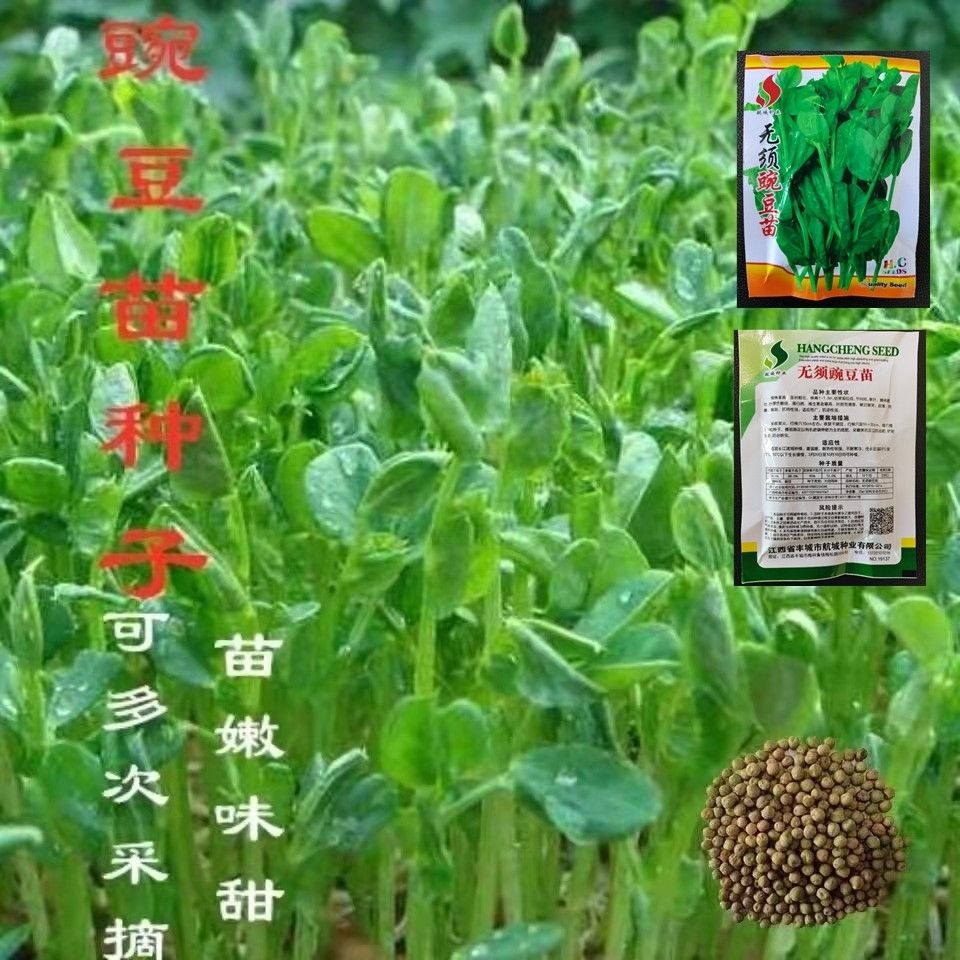 专门吃茎叶 无须豌豆苗种子豌豆菜种子荷兰豆苗种子甜脆蔬菜籽 虎窝拼