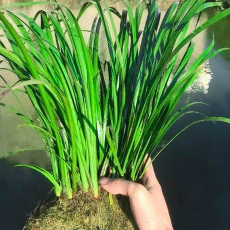 野生水菖蒲石菖蒲盆景附石鱼龟缸造景活水草·好养盆栽遇水即活
