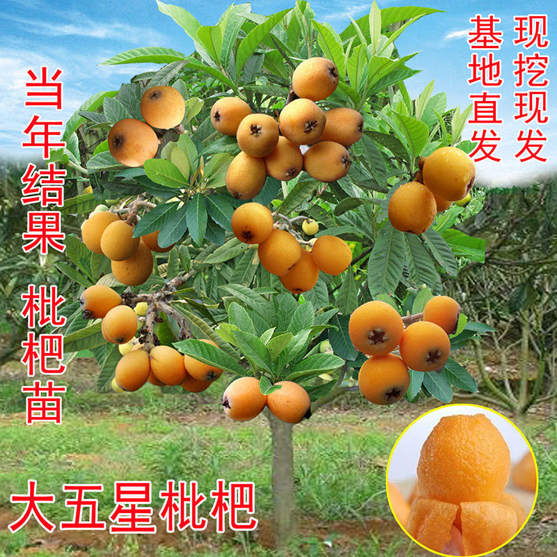 无核枇杷树苗特大砂糖大五星果树苗嫁接枇杷苗当年结果南北方种植