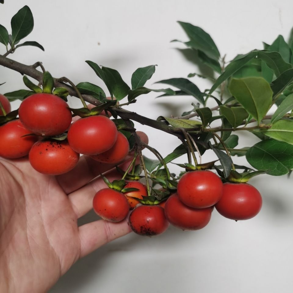a1—a11小品金弹子血红果蜂鸟盆景盆栽四季常青结果绿植包邮