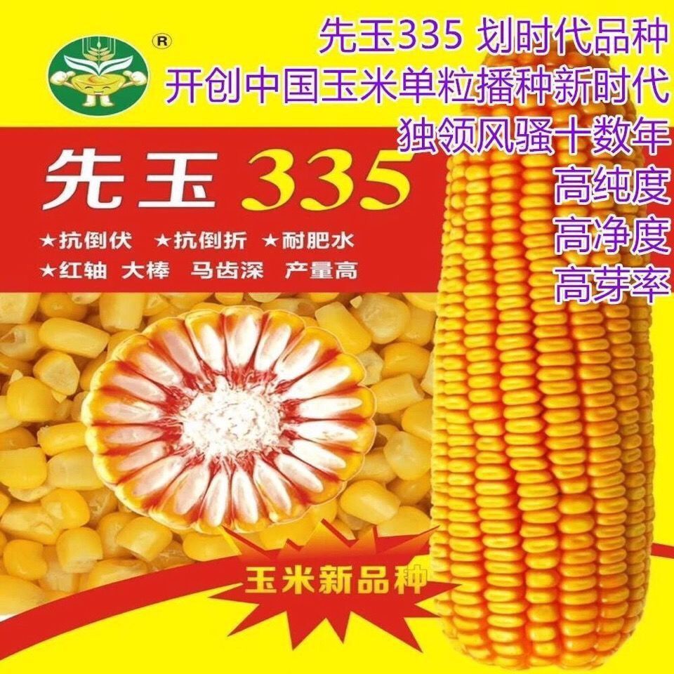 批发玉米种高产大棒登海先玉335国审抗旱红轴春播夏播杂交南北方