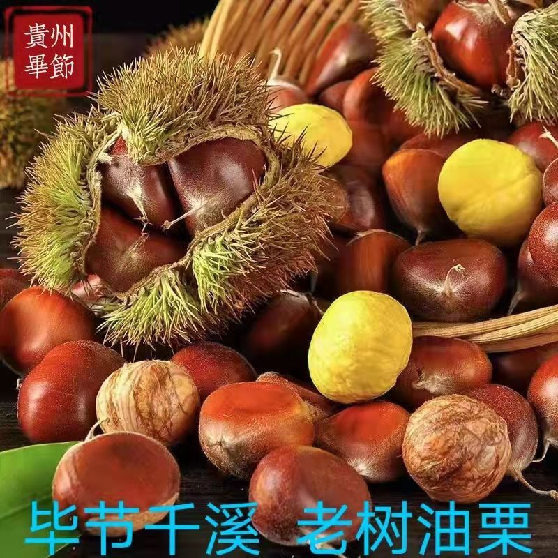 贵州板栗毕节千溪老树油栗野生板栗毛栗圆栗子生栗子香甜脆糯