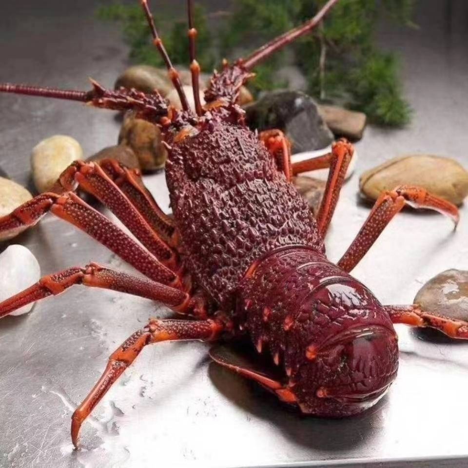 澳洲龙虾红龙澳龙南非仔岩龙虾高档海鲜 鲜活冷冻年货