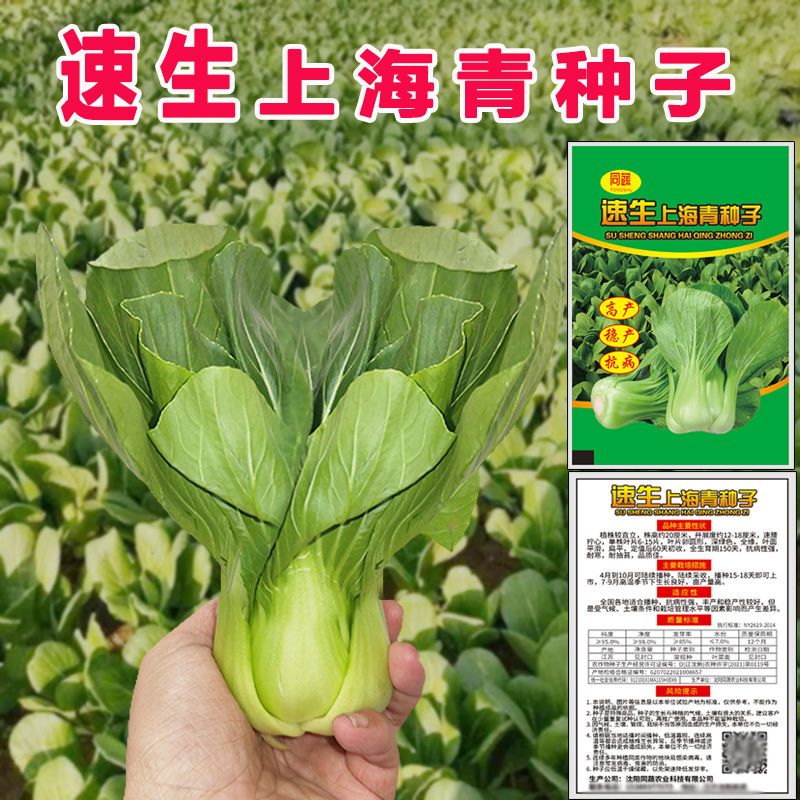 上海青菜种子正宗上海青种子秋冬季四季播小油菜籽小白菜蔬菜种子