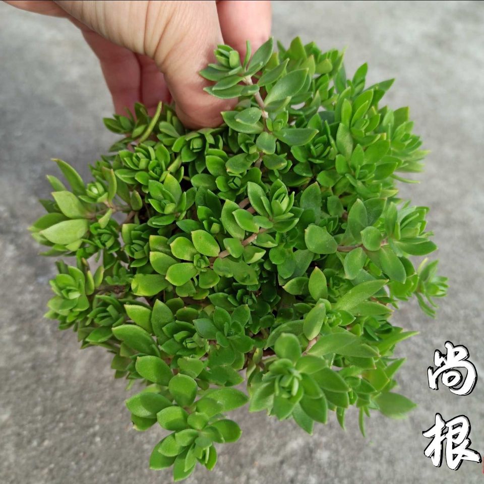 中药垂盆草盆栽圆叶野生品种种苗可食用肝炎草蚊子草石板草瓜子草