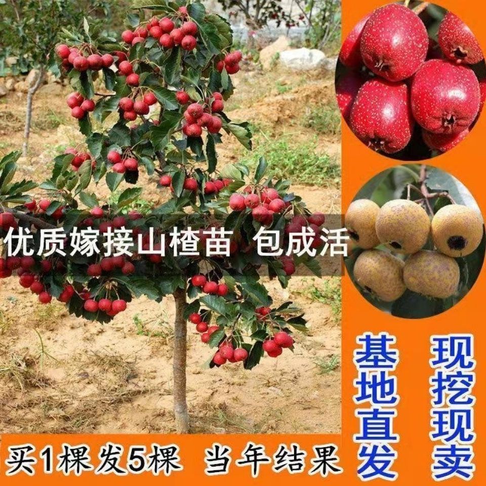 山楂树活苗无籽甜大山楂树苗南北方盆地栽当年结果嫁接山楂树果苗