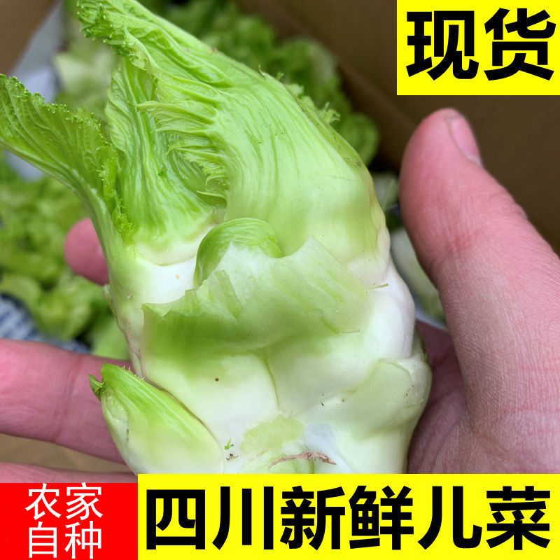 四川儿菜嫩儿仔新鲜绿色蔬菜农家自种娃娃菜母子泡菜5/3/1斤装