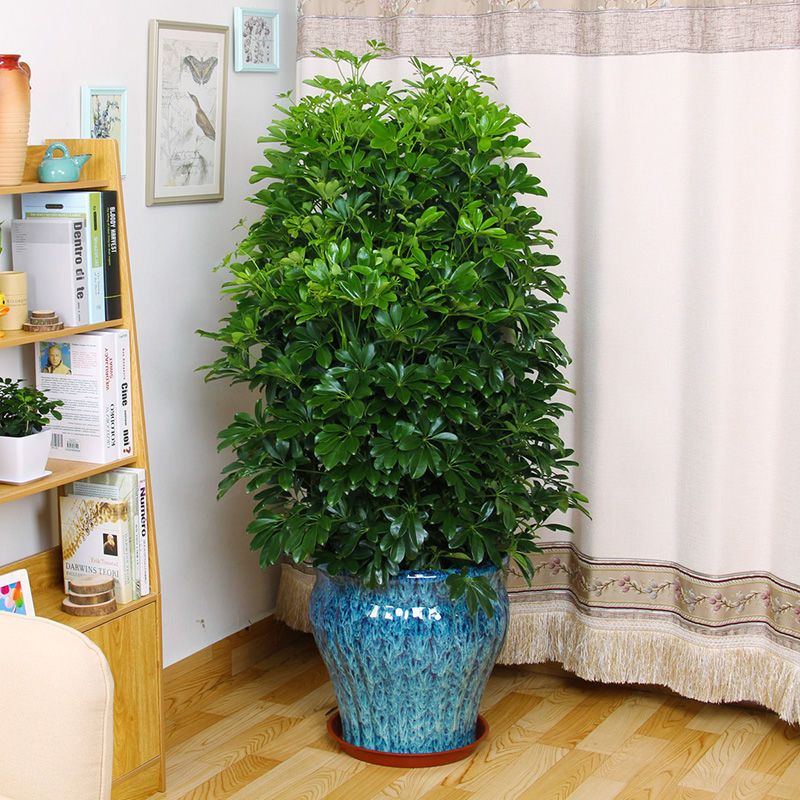 四季常青八方来财鸭脚木室内阳台绿植盆栽花发财树招财树驱蚊草缘【3